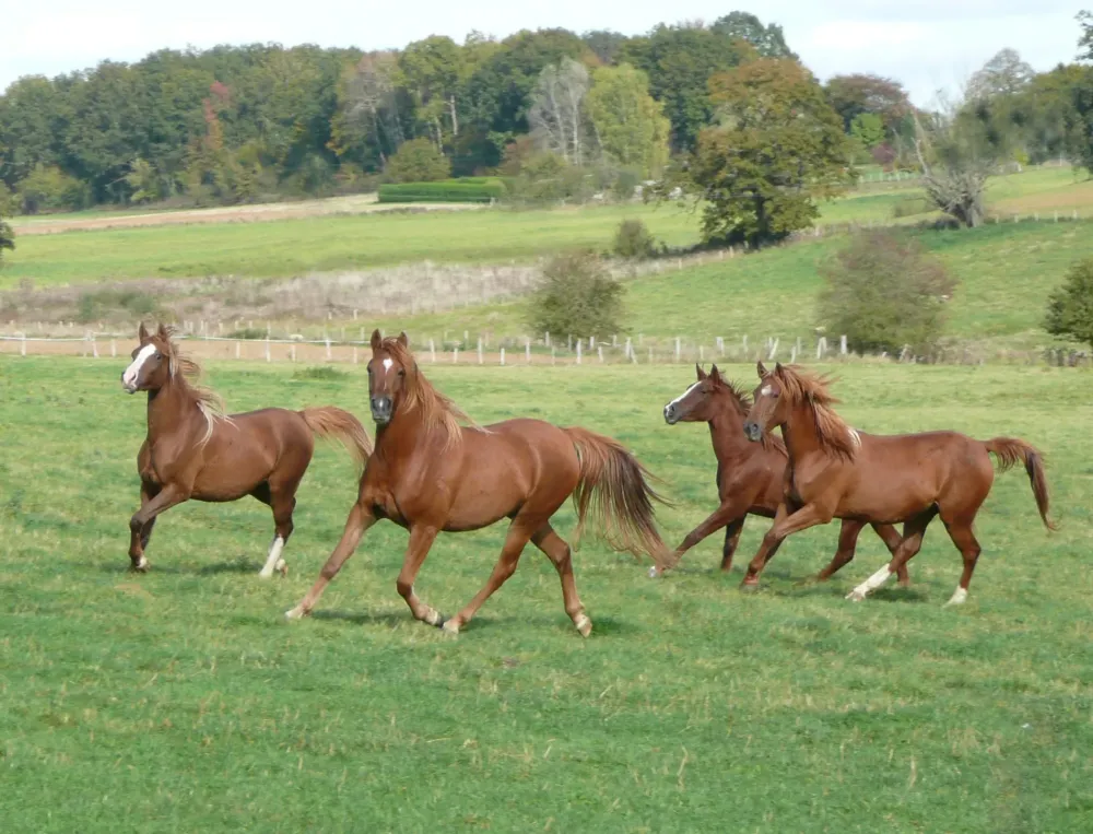 Équitation à Saint-Genest-sur-Roselle