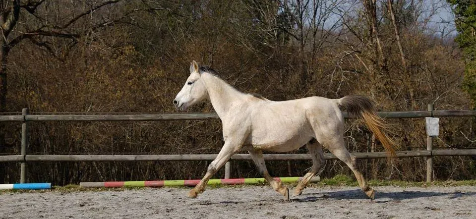 Kador
