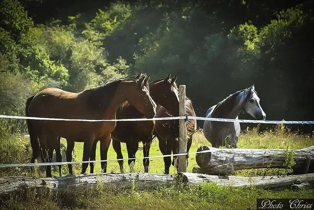 Pension chevaux à Saint-Genest-sur-Roselle