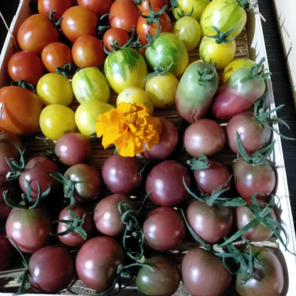 Légumes à Saint-Genest-sur-Roselle