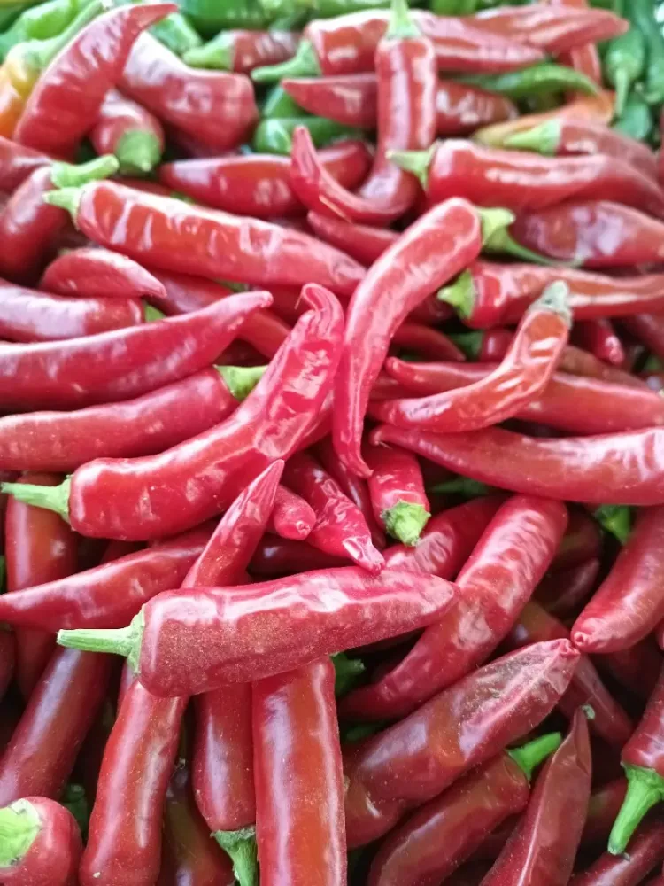 piments-vente direct légumes
