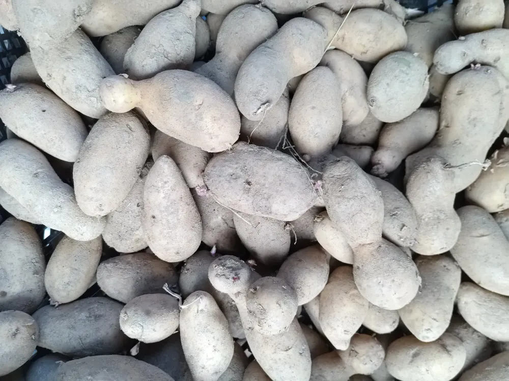 pommes de terre Laurette -vente direct légumes