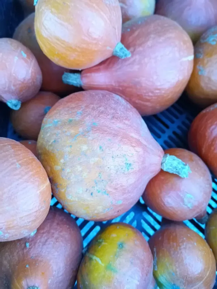 potimarrons-vente direct légumes