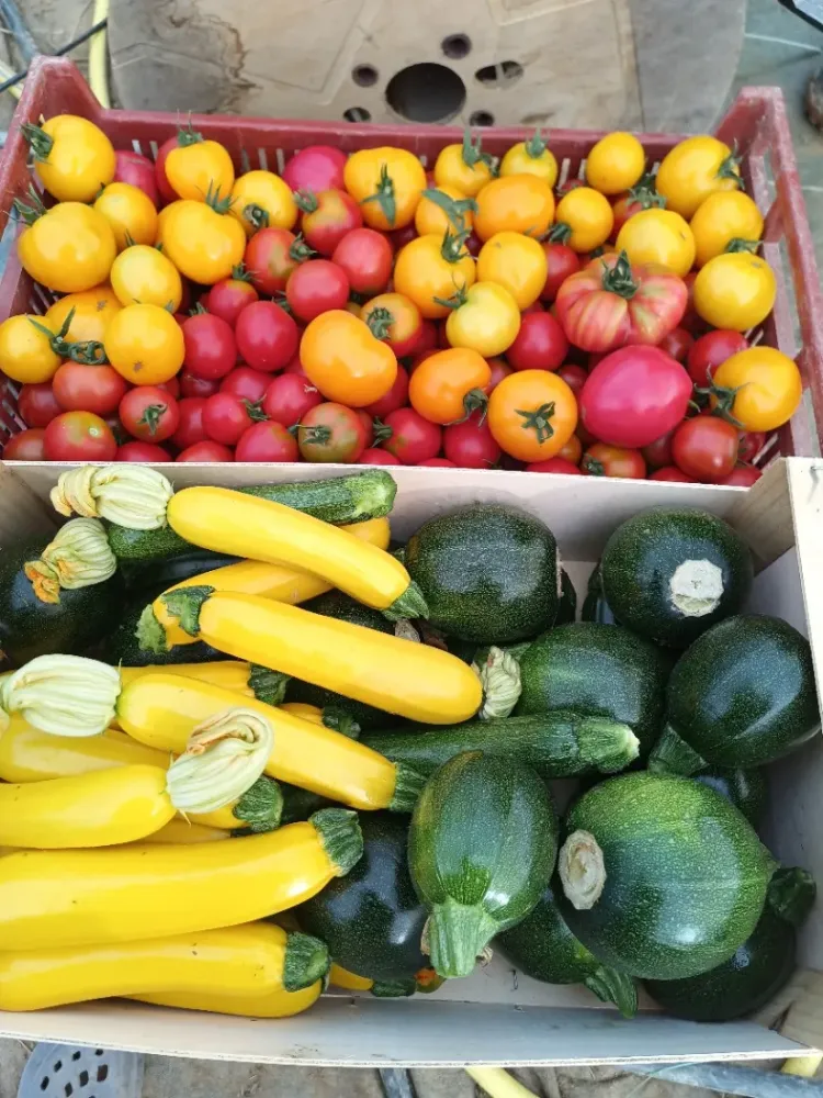 tomates et courgettes-vente direct légumes