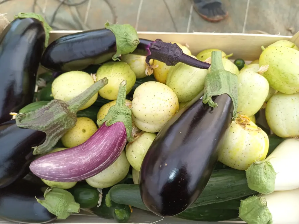 aubergines et concombre-vente direct légumes