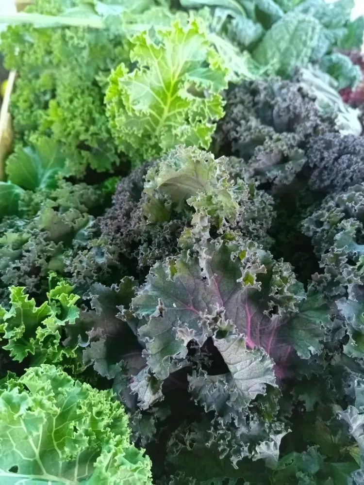 choux kales-vente direct légumes