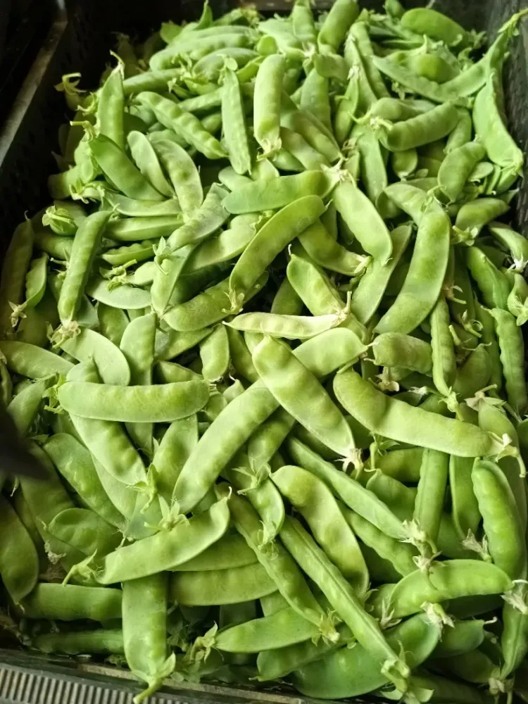 haricots manges-tout-vente direct légumes