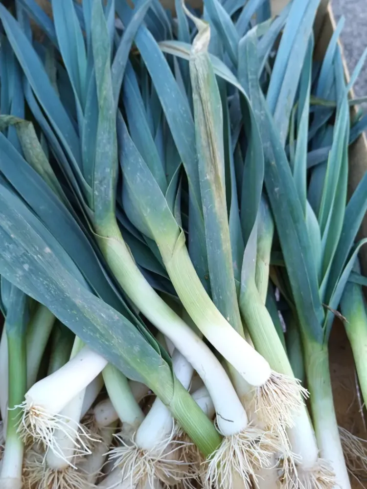 poireaux-vente direct légumes
